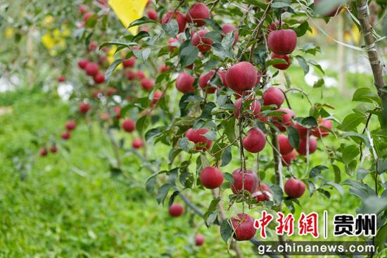 在猴场镇格寨村苹果基地，红彤彤的苹果沉甸甸挂满枝头