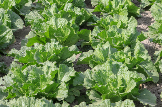 209933dcaf91ccabad22e6e91cdc0a52