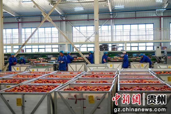 分选线上，工人们正忙着分拣苹果