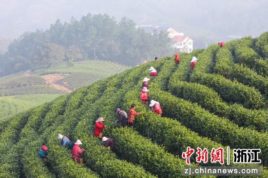 安吉采茶工意外伤害保险为当地茶产业发展保驾护航。中国人寿寿险浙江省分公司&nbsp;供图