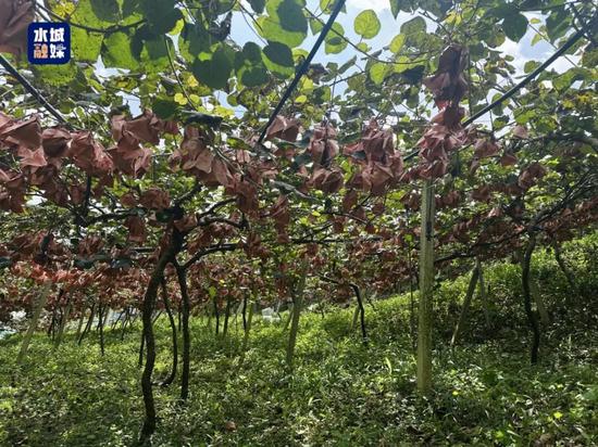 中山市援助建设的猕猴桃基地。周琬祺 摄