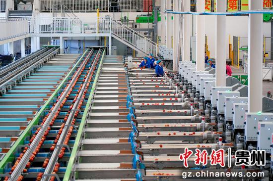 分选线上，刚从格基地运来的苹果通过各道程序后，分别送到各个包装平台