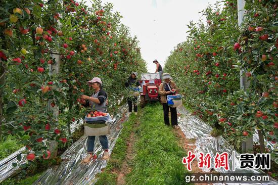 在迤那镇苹果基地，务工群众正在采收苹果