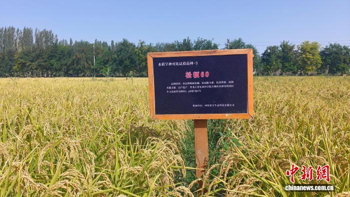 新疆和静县“水稻旱种”试验获成功