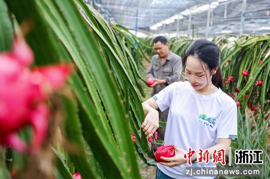 火龙果采收现场。(浬浦镇供图) 火龙果采收现场。(浬浦镇供图)