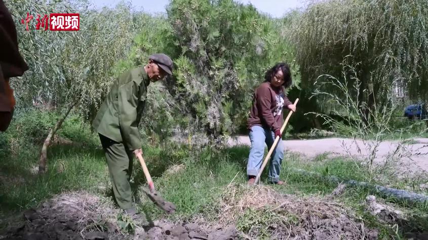 【新疆七十载】新疆近90岁老兵义务培植树木上百万棵
