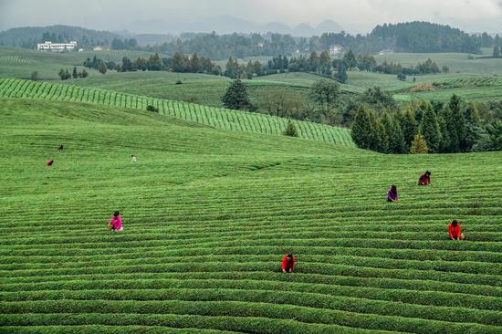 贵州省遵义市湄潭县永兴茶海。 杨良强摄 贵州省遵义市湄潭县永兴茶海。 杨良强摄