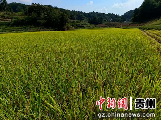坭坝乡大片稻田在阳光下闪烁，金黄一片，尽显丰收的壮阔景象。王烨 摄