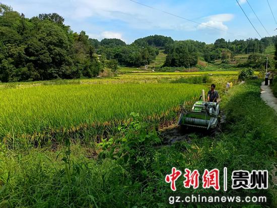 小型收割机在坭坝乡田间忙碌，为水稻抢收按下 “快进键”。王烨 摄