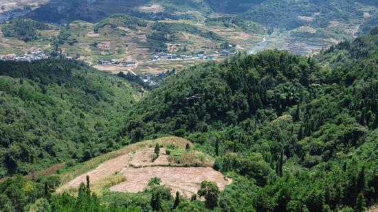 无人机巡林 无人机巡林