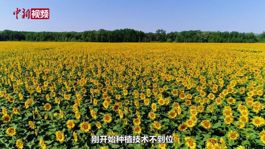 【砥砺奋进七十载 天山南北谱华章】瓜子种植户李福玉：扎根新疆10年 “小瓜子”做成“大产业”