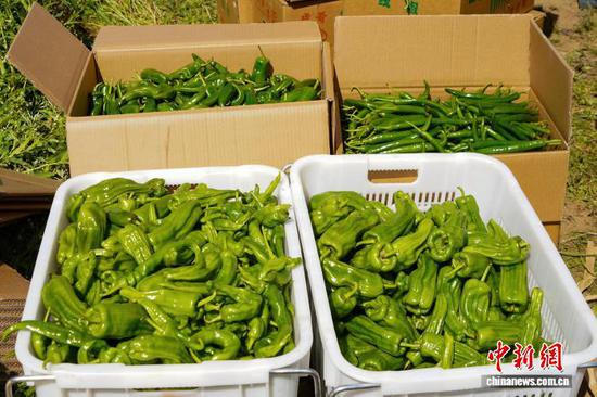 图为9月9日，在威宁自治县观风海镇海丰村辣椒种植基地，群众采收的辣椒等待打包。赵庆能 摄