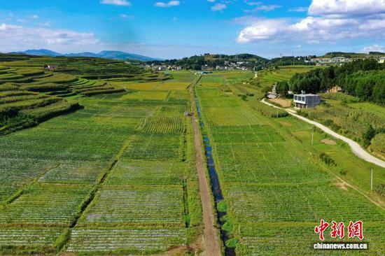 图为9月9日，航拍威宁自治县观风海镇海丰村辣椒种植基地一角。赵庆能 摄