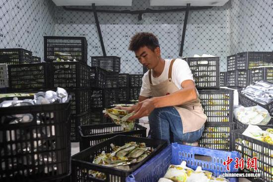 9月11日，工人在龙里县谷脚镇一家刺梨加工工坊整理灌装完成的刺梨原液。