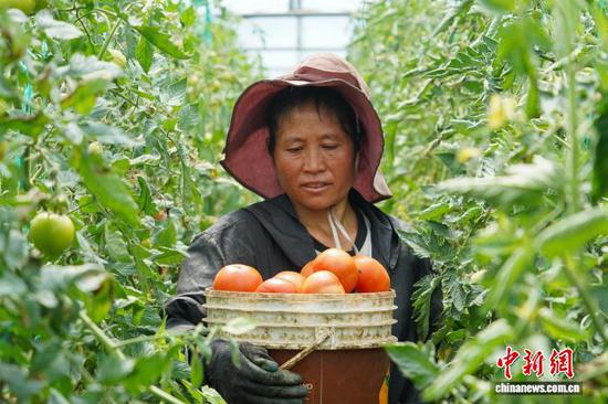 图为9月11日,务工群众在果化村西红柿种植基地搬运刚采收的西红柿。邹丽 摄 图为9月11日,务工群众在果化村西红柿种植基地搬运刚采收的西红柿。邹丽 摄