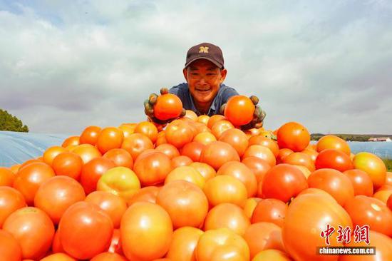 图为9月11日,果化村西红柿种植基地,务工群众分拣刚采收的西红柿。赵庆能 摄 图为9月11日,果化村西红柿种植基地,务工群众分拣刚采收的西红柿。赵庆能 摄