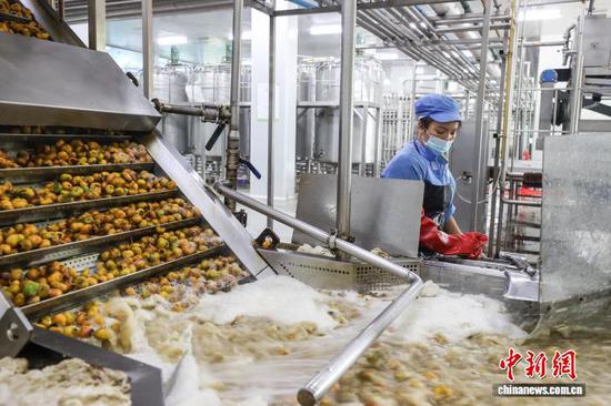 9月11日，工人在龙里县一家刺梨加工企业车间清洗刺梨鲜果。