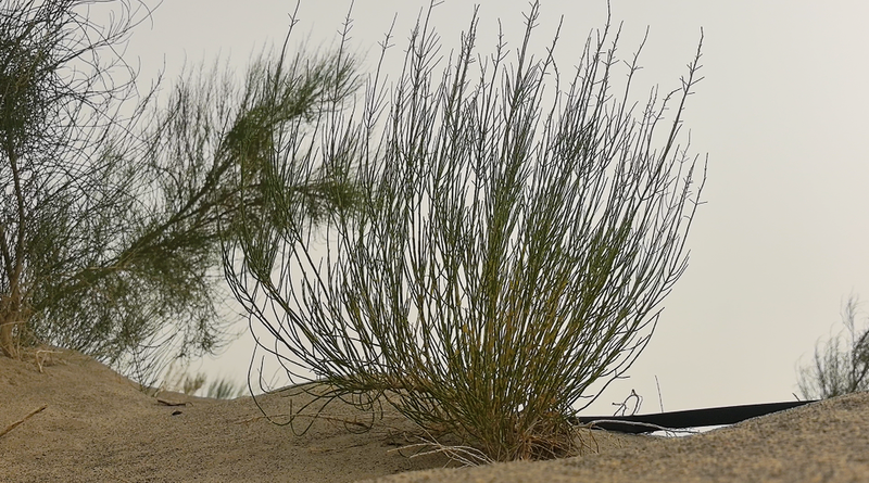 梭梭树有什么用途 G_MZ-hevacsa2774448.png