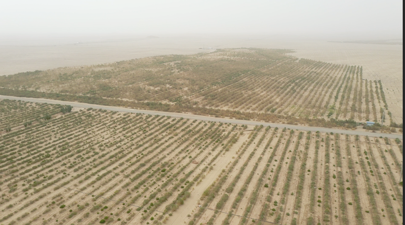 梭梭树的作用 IdCr-hevacsa2774440.png