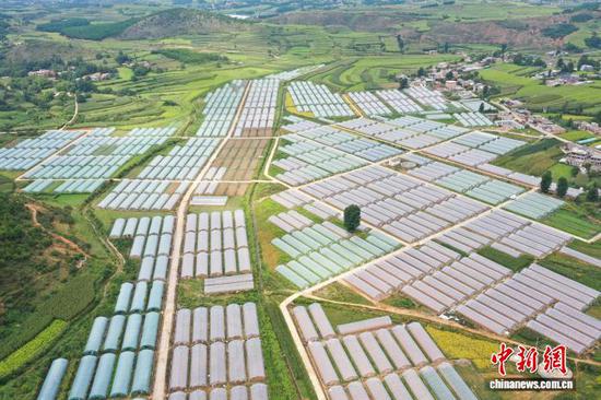 图为9月11日,航拍果化村西红柿种植基地。赵庆能 摄 图为9月11日,航拍果化村西红柿种植基地。赵庆能 摄