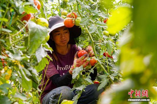 图为9月11日,果化村西红柿种植基地,务工群众采摘西红柿。赵庆能 摄 图为9月11日,果化村西红柿种植基地,务工群众采摘西红柿。赵庆能 摄