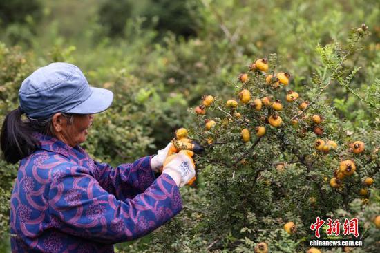9月11日，工人在龙里县谷脚镇刺梨种植基地采摘刺梨。