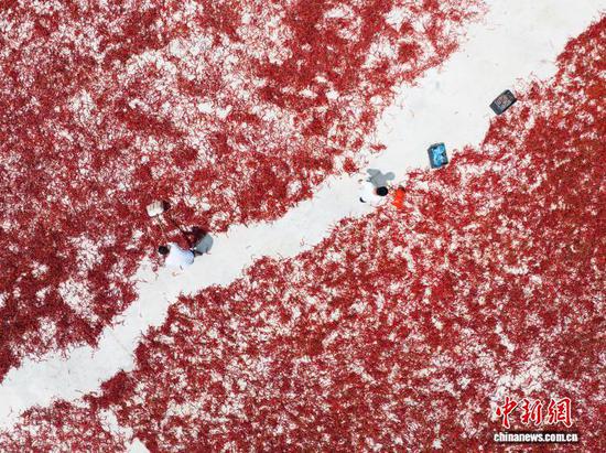 图为9月11日,在贵州省毕节市大方县马场镇马场社区,村民正在晾晒辣椒(无人机照片)。何志刚 摄 图为9月11日,在贵州省毕节市大方县马场镇马场社区,村民正在晾晒辣椒(无人机照片)。何志刚 摄