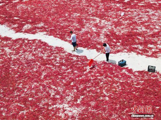 图为9月11日,在贵州省毕节市大方县马场镇马场社区,村民正在晾晒辣椒(无人机照片)。何志刚 摄 图为9月11日,在贵州省毕节市大方县马场镇马场社区,村民正在晾晒辣椒(无人机照片)。何志刚 摄