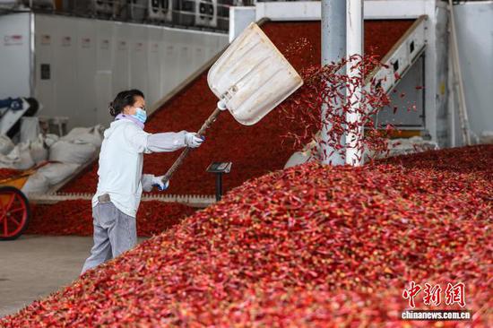 9月10日，工人在龙里县湾滩河镇辣椒加工厂整理烘干完成的辣椒。