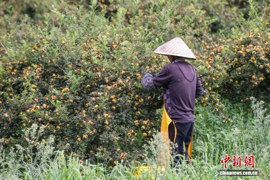 9月11日，工人在龙里县谷脚镇刺梨种植基地采摘刺梨。