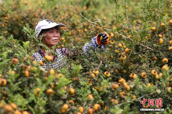 9月11日，工人在龙里县谷脚镇刺梨种植基地采摘刺梨。