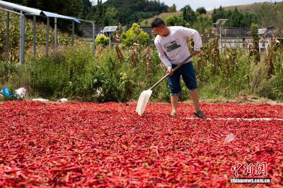 图为9月11日,在贵州省毕节市大方县马场镇马场社区,村民正在晾晒辣椒。何志刚 摄 图为9月11日,在贵州省毕节市大方县马场镇马场社区,村民正在晾晒辣椒。何志刚 摄