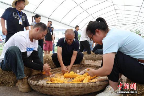 9月12日,“手工脱粒”比赛。潘娅 摄 9月12日,“手工脱粒”比赛。潘娅 摄