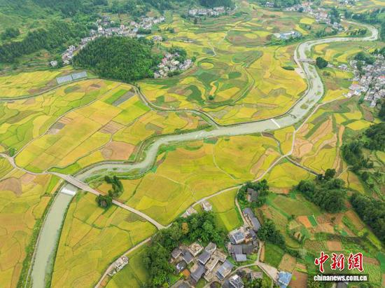 秋收时节，贵州省遵义市务川仡佬族苗族自治县黄都镇东山大坝的稻谷进入成熟期，金黄稻田与村庄交织成景，绘就一幅乡村秋日丰收画卷。图为9月13日，航拍务川黄都镇东山大坝秋景。(无人机照片)唐哲 摄