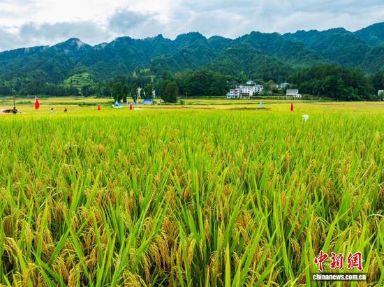 图为9月13日，航拍务川黄都镇东山大坝秋景。(无人机照片)唐哲 摄