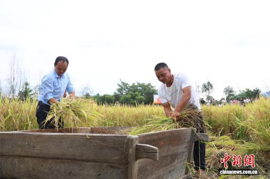 9月12日,水稻收割比赛。潘娅 摄 9月12日,水稻收割比赛。潘娅 摄