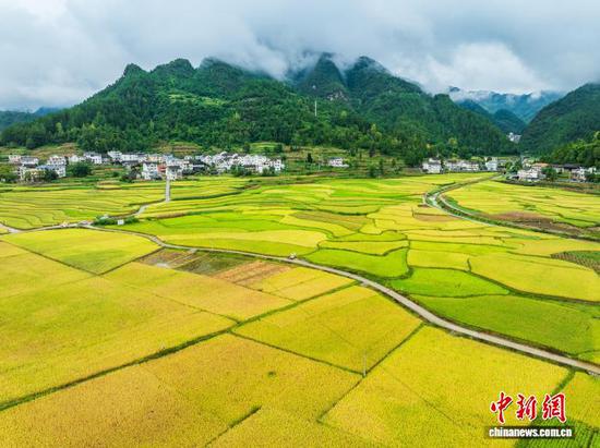 图为9月13日，航拍务川黄都镇东山大坝秋景。(无人机照片)唐哲 摄