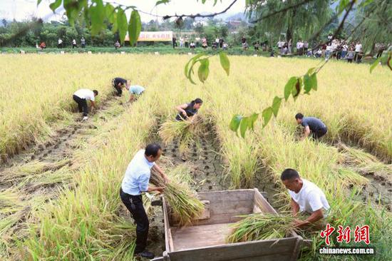 9月12日,水稻收割比赛。郑孟庭 摄 9月12日,水稻收割比赛。郑孟庭 摄