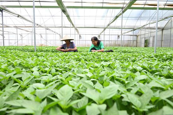 村民在匀辣椒苗。杨豪 摄 村民在匀辣椒苗。杨豪 摄