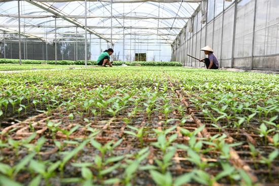 天马镇白岩坪蔬菜育苗基地,村民在匀辣椒苗。杨豪 摄 天马镇白岩坪蔬菜育苗基地,村民在匀辣椒苗。杨豪 摄