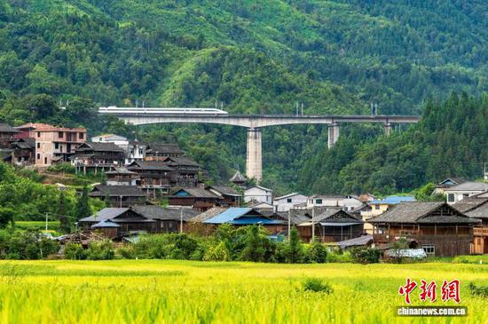 金秋时节，贵州省黔东南苗族侗族自治州从江县境内的水稻陆续成熟，一列列动车组列车飞速疾驰经过，与金黄色的稻田、传统的侗寨民居、连绵的青山相互映衬，构成一幅动人的秋日画卷。图为一列动车组列车从朝利侗寨旁疾驰而过。吴德军 摄