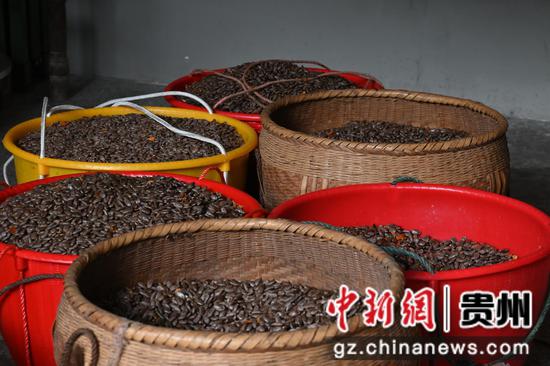 晒干的吊瓜籽。杨豪 摄