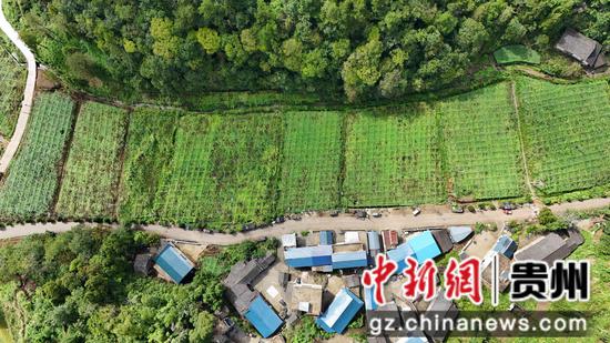 岑巩县天马镇白岩坪村落坑片区吊瓜种植基地。陈昆 摄