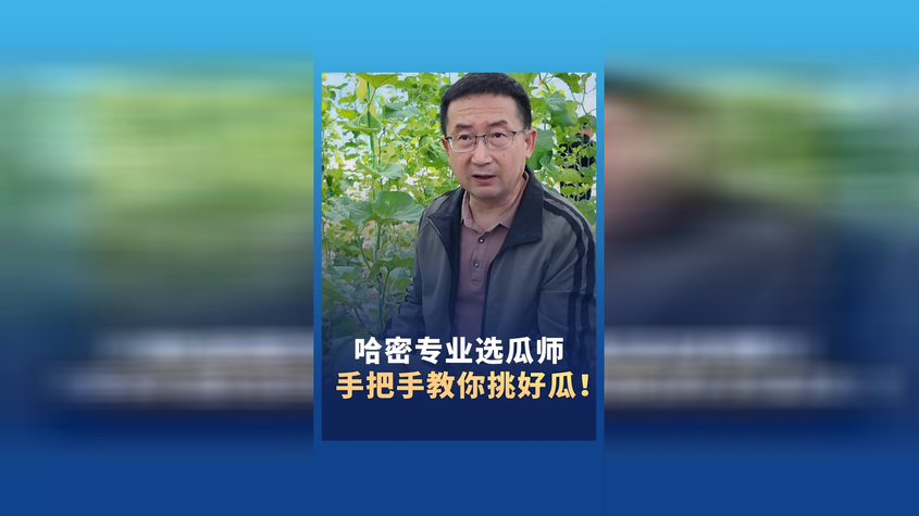哈密专业选瓜师手把手教你挑好瓜！