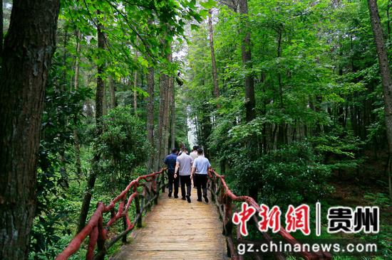 凤冈县仙人岭森林康养基地。饶云  摄