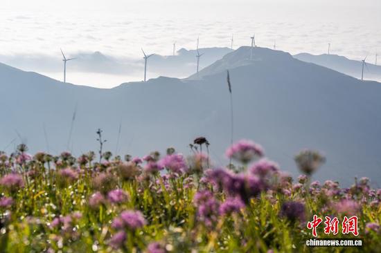 图为贵州省毕节市赫章县韭菜坪景区盛开的野生韭菜花。