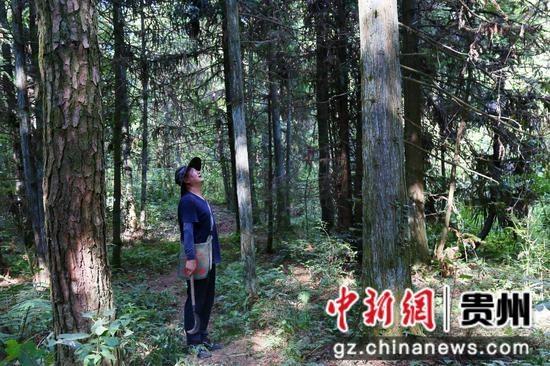 凤冈县东方红国有林场。饶云  摄