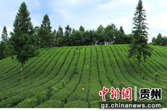 凤冈县仙人岭茶园一景。饶云  摄