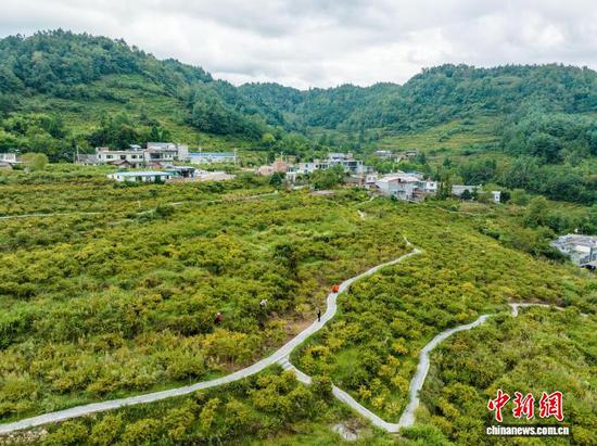 图为村民正在采收成熟的刺梨。罗大富 摄