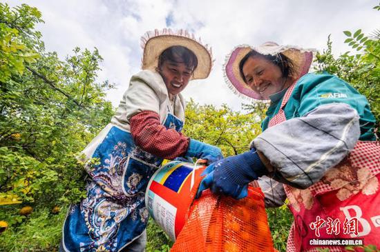 图为村民把采收的成熟刺梨装袋。罗大富 摄